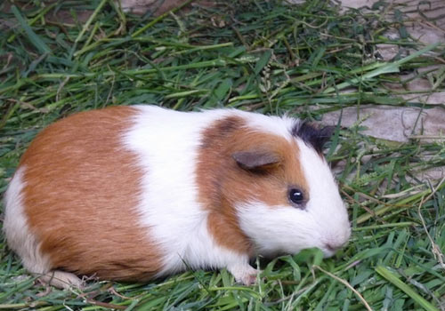 治幽螺,中医分三型-爱游戏(ayx)中国官方网站(图2) ayx官网