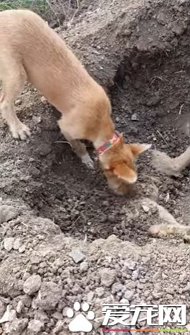 孕妇生病 忍痛拒绝用药并不是母爱 是误区【爱游戏(ayx)中国官方网站】(图1) 爱游戏(ayx)中国官方网站